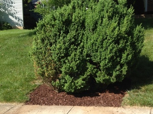 Weed free with mulch!