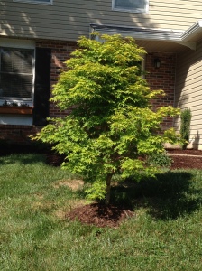 A little bump of mulch for our Japanese Maple